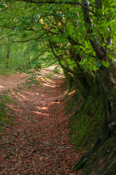 Dead woman ditch in Quantock Hills