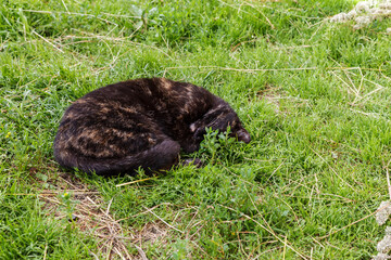 The beautiful cat lies on the green grass. The black cat sleeps curled up.