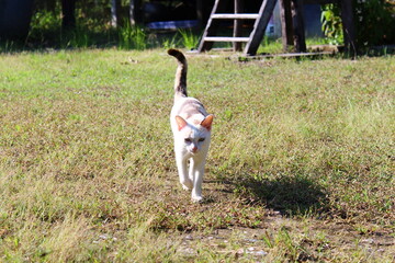 jack russell terrier