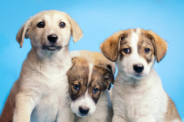 Pets on blue background