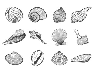 A set of empty seashells. The sketch shells of molluscs, shellfish, mussels, Nautilus. The engraved drawing is hand drawn. Doodle style. Black and white illustration isolated on a white background.