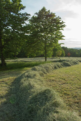 Wiese Landschaft Heu Stroh Sommer