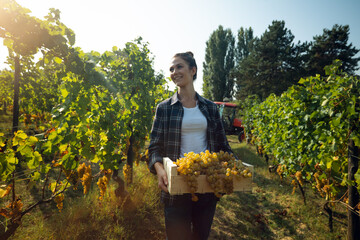 A happy successful female farmer or winemaker is walking in the middle of vine branches and carrying picked grapes during wine harvest season in vineyard for further high quality wine production