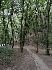 Fototapeta premium path in the woods
