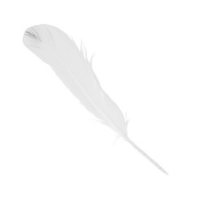  sketching white feather isolated on white background