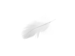 Obraz premium sketching white feather isolated on white background