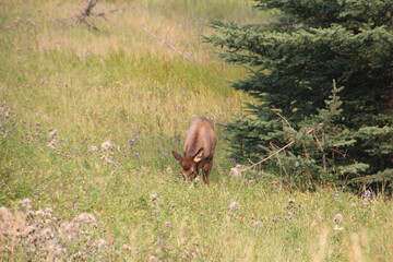 Elk Grazing, Jasper National Park, Alberta