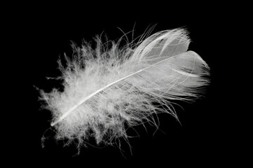 white feather  isolated on black background