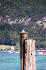 Mouette posée sur un poteau en bois au milieu d’un lac. Montagne en fond. 