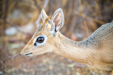 Dik-dik close-up: small antelope in the genus Madoqua that live in the bushlands of eastern and southern Africa