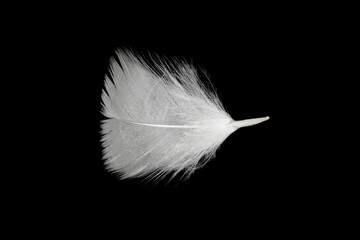 white feather  isolated on black background