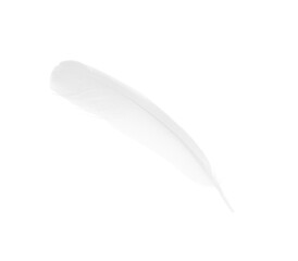 sketching white feather isolated on white background
