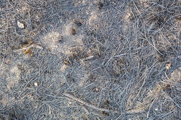 background and texture of the surface of the ground. Forest trodden path.