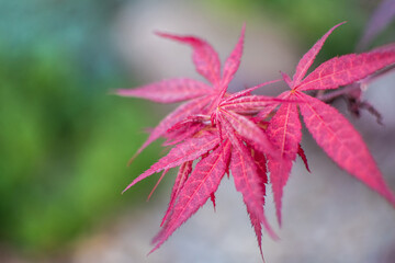 Herbst / Rote Blätter des Japanischen Ahorns