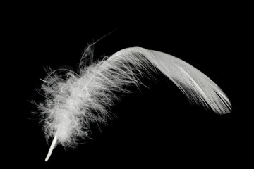 white feather  isolated on black background
