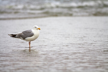 Seagull standing in sea near shore. ocean and bird together, seagull alone, nobody, season