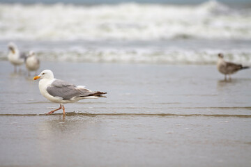 Seagull walking on beach, background oceon and other seagulls, depth of field, space
