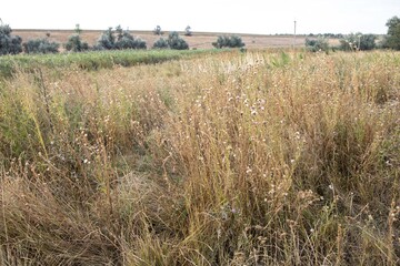 A meadow with yellowed autumn grass. Natural countryside landscape