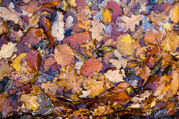 fallen autumn leaves in water