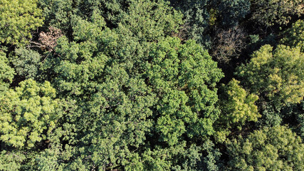 Naklejka premium Bird's eye view of green forest with a lot of trees
