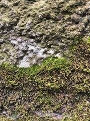 moss on the stone