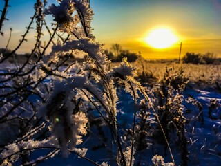 sunset in the forest