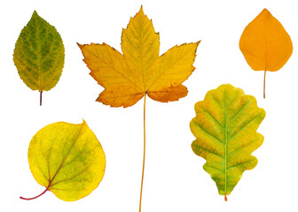 Bright autumn leaves isolated on a whire bakground.