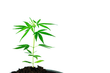 Fototapeta na wymiar Cannabis (Cannabis ruderalis) in planting pot marijuana-medical concept on white background, with clipping path.