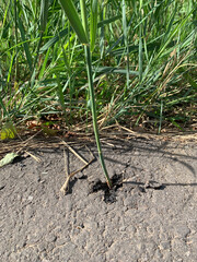 Gras wächst durch Asphalt