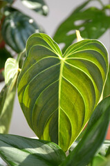 close up of leaves, plan Philodendron Melanochrysum
