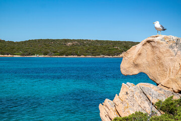 Cala Andreani, isola di Caprera, Sardegna © federico neri