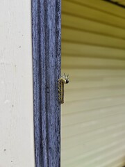 close up of a fence