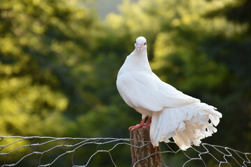 white dove on the wall