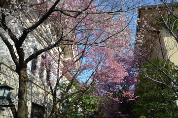 満開のサクラ（靖国神社）
