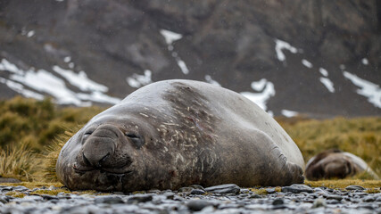 Sleeping Male Elephant Seal, South Georgia.
