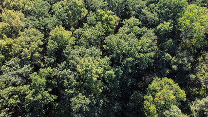 Bird's eye view of green forest with a lot of trees