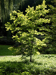 Cladrastis lutea tree in park scenic