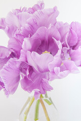 Parrot tulips bouquet in glass vase on white background, tulip 'Blue Parrot', France