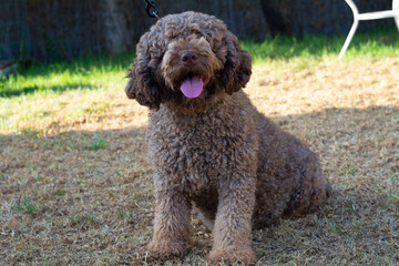 perra de agua español preñada
