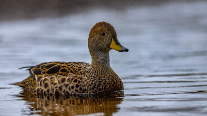 A Pintail duck on the water, South Georgia.