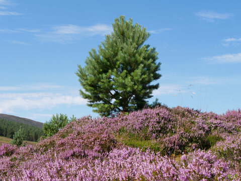 purple and pink heather and a lone tree standing on the top