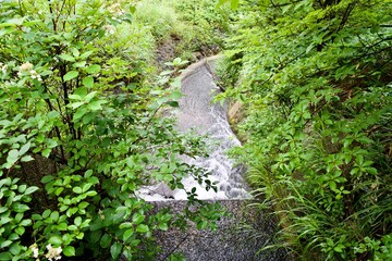 The Japanese river with green trees in Tochigi.