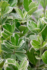natural background of green leaves of the beresklet plant