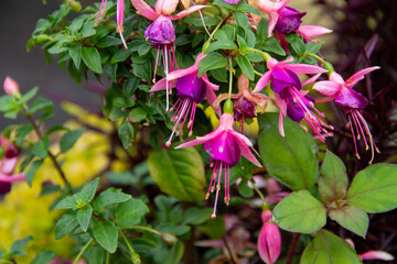 pink flowers on a garden fuchsia Bush