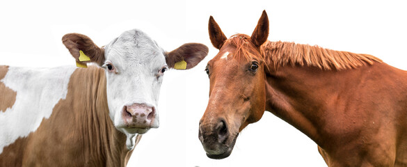  cow and horse on white background