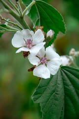 delicate flowers of the plant marshmallow medicinal
