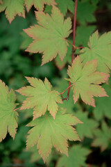 green maple leaves with red outline close up