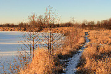 corn white field in winter at dawn