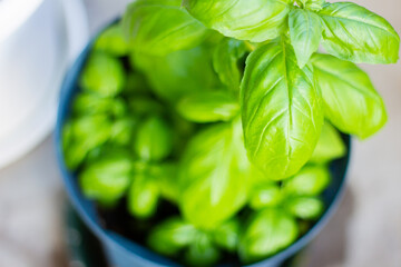 スクスク育つバジル