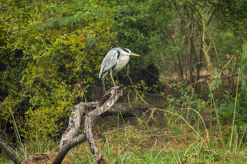 grey heron or Ardea cinerea portrait perched on tree at keoladeo national park or bharatpur bird sanctuary rajasthan india